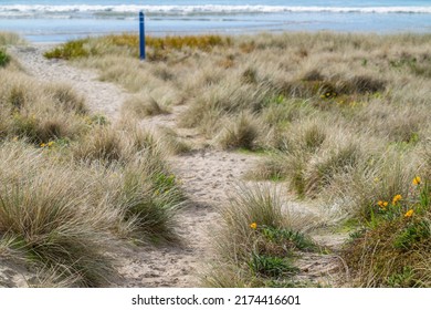 Sandy Path Through Dunes To Ocean Beach At Mount Maunganui, New Zealand.