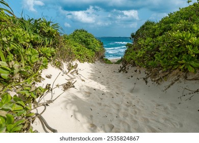 Sandy path through lush greenery leading to the beach.          