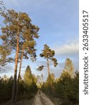 Sandy path through a pine forest during golden hour. Tall trees lit by warm sunlight and clear sky in a natural landscape