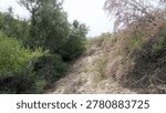 Sandy path winding through a dense tugai forest in the Syr Darya basin