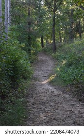 Sandy Path In The Woods