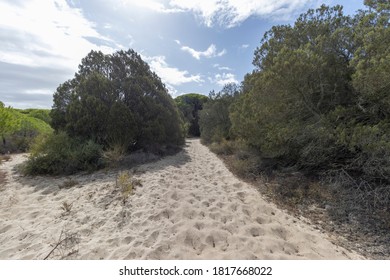 Sandy paths between pine forests and green vegetation
