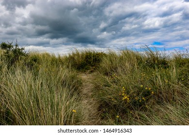 A sandy pathway through the Marram Grass Ammophila arenaria on a cloudy day on the beach at Bull Island, Dublin. This course grey-green prickly grass is the dominant vegetation on the sand dunes. - Powered by Shutterstock