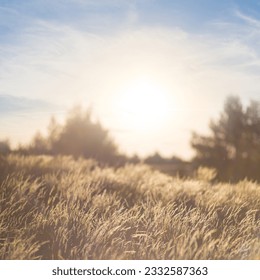 sandy prairie at the sunset - Powered by Shutterstock