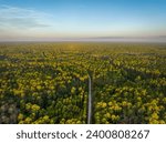 sandy road in Apalachicola National Forest in Florida, aerial view at sunrise