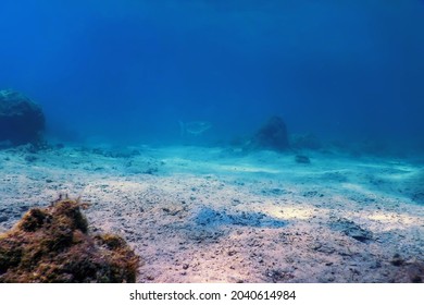 Sandy sea bottom Marine life, Underwater background - Shutterstock ID 2040614984