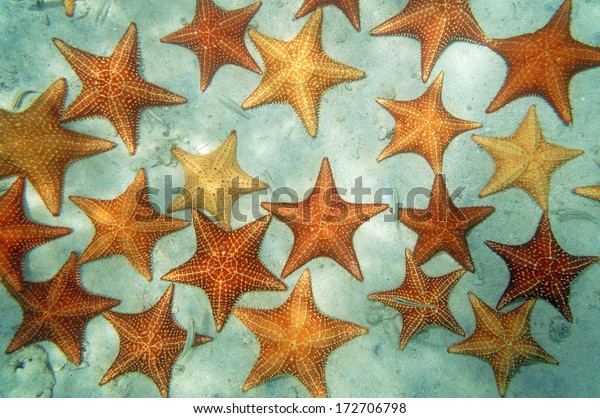 Sandy seabed covered by cushion starfish in the\
Caribbean sea, natural\
scene