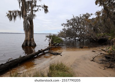 A sandy shoreline meets a calm river under an overcast sky, framed by a towering cypress tree draped in Spanish moss and scattered driftwood along the water’s edge. - Powered by Shutterstock