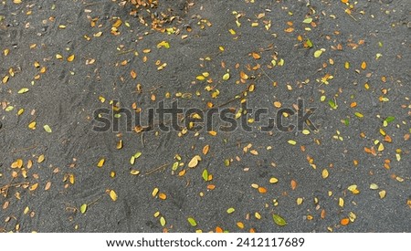 sandy soil with dry fallen leaves