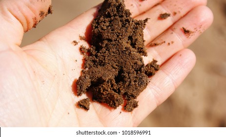 Sandy Soil On Hand