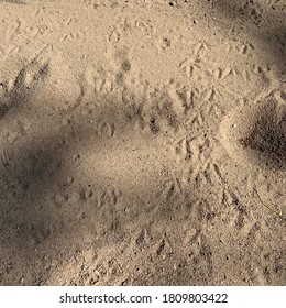 Sandy Spot In Desert With Roadrunner Tracks