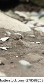 Sandy and Stony Ground with Tiny Debris