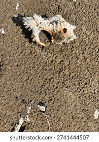 A sandy surface decorated with small objects. The main focus is a large seashell that has been eroded by time, located on the left side of the frame. The shell appears to have a soft color palette, consisting of white, light brown, and touches of pink, with a textured outer surface of folds and sharp edges. The shell casts a clear shadow, indicating the presence of sunlight. Scattered across the sandy background are small white pieces, possibly the remains of shells or coral
