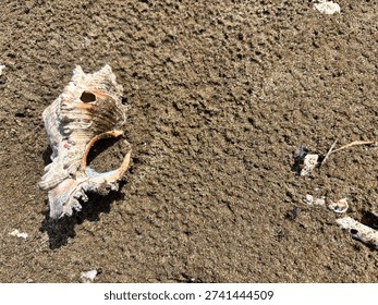 A sandy surface decorated with small objects. The main focus is a large seashell that has been eroded by time, located on the left side of the frame. The shell appears to have a soft color palette, consisting of white, light brown, and touches of pink, with a textured outer surface of folds and sharp edges. The shell casts a clear shadow, indicating the presence of sunlight. Scattered across the sandy background are small white pieces, possibly the remains of shells or coral