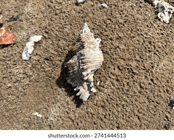 A sandy surface decorated with small objects. The main focus is a large seashell that has been eroded by time, located on the left side of the frame. The shell appears to have a soft color palette, consisting of white, light brown, and touches of pink, with a textured outer surface of folds and sharp edges. The shell casts a clear shadow, indicating the presence of sunlight. Scattered across the sandy background are small white pieces, possibly the remains of shells or coral