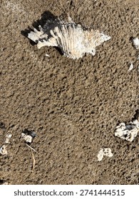 A sandy surface decorated with small objects. The main focus is a large seashell that has been eroded by time, located on the left side of the frame. The shell appears to have a soft color palette, consisting of white, light brown, and touches of pink, with a textured outer surface of folds and sharp edges. The shell casts a clear shadow, indicating the presence of sunlight. Scattered across the sandy background are small white pieces, possibly the remains of shells or coral