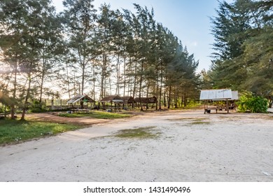 Sandy terrain with rows of trees
