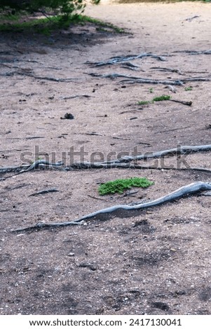 sandy trail with exposed tree roots in beach foreshore
