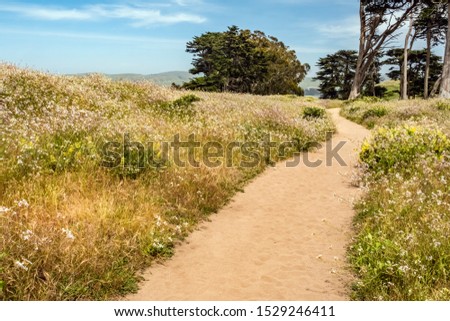 Sandy trail with footprints between stands of wildflowers in abundance near Pierce Point Ranch along Point Reyes National Seashore, California, USA, in May, for motifs of conservation and recreation