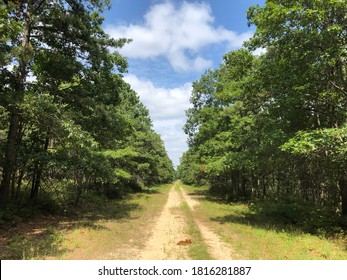 A Sandy Trail Through the Woods at Connetquot RIver State Park Preserve in Oakdale, Long Island, New York.