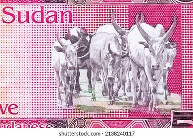 Sanga Cattle From South Sudanese Money -  Pound