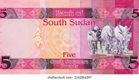 Sanga Juba cattle of the Dinka people. Portrait from South Sudan 5 Pounds 2015 Banknotes.