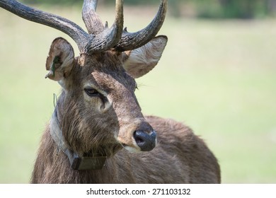 Sangai Deer Images Stock Photos Vectors Shutterstock