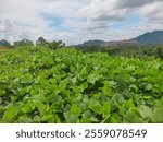 Sanggau, November 10 - Indonesia
Cover crops that grow to reproduce elements only and improve soil fertility.