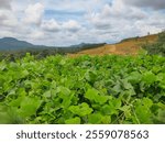 Sanggau, November 10 - Indonesia
Cover crops that grow to reproduce elements only and improve soil fertility.