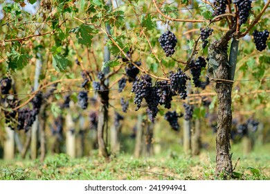 Sangiovese Grapes In Italy.