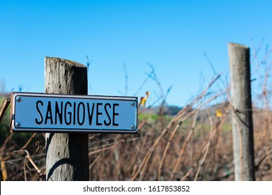 Sangiovese Wine Grape Variety Outdoor Sign On Wooden Vertical End Post In Vineyard