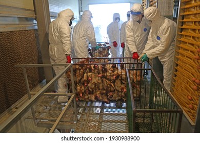 Sangju-si, Gyeongsangbuk-do, South Korea - December 3, 2020: Quarantine agents are soul-destroying chicken to prevent avian influenza at a poultry farm
