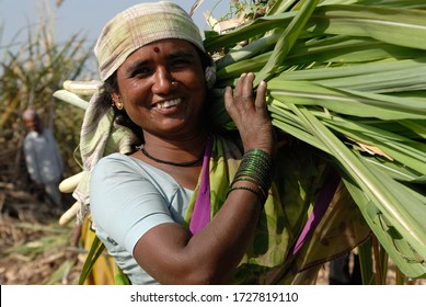 Sangli Maharashtra India Asia Dec. 10 2006 Agriculture Crop Sugarcane Or Saccharum Officinarum Indian Women Workers Bundling Harvested Sugarcane Leaves Cut Stems Against Plantation Background In Field