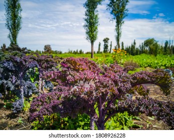 Sangria Lettuce Plantation In A Chinampa In The Famous Calanes Of Xochimilco