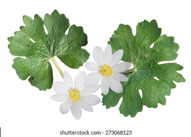 Sanguinaria Canadensis (Bloodroot) Wild Flower Isolated On White Background