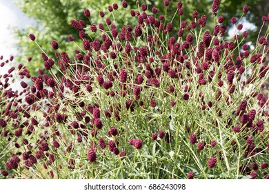 Sanguisorba Officinalis. Great Burnet. 