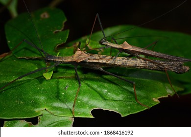 Sani Island, Rio Napo, Upper Amazon Basin, Ecuador. 29 Dec. 2014. Walkingsticks Mating