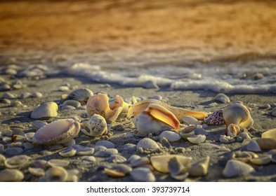 Sanibel Island littered with seashells at sunset
