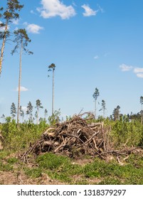 Sanitary Cutting Of Forest Areas Infected With Bark Beetle. Elk Island Park, Moscow Region, Russia.