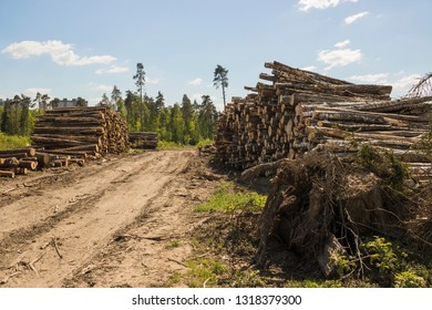 Sanitary Cutting Of Forest Areas Infected With Bark Beetle. Elk Island Park, Moscow Region, Russia.