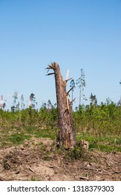 Sanitary Cutting Of Forest Areas Infected With Bark Beetle. Elk Island Park, Moscow Region, Russia.