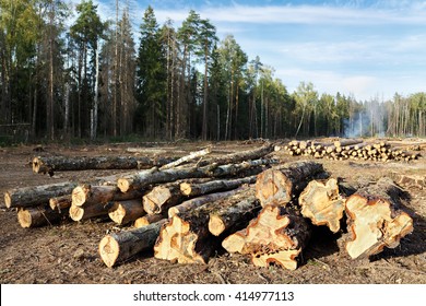 Sanitary Felling Of Trees Infected By Eight-toothed Bark Beetle (Ips Typographus) In The Forest Near City Balashikha In Moscow Region, Russia.