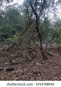 Sanjay Gandhi National Park, India