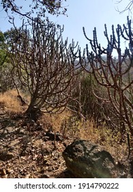 Sanjay Gandhi National Park, India