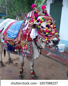 The Sankranti Celebrations Have Begun In The Telugu States With Many Of Them Reaching Their Native Places And The Villages Are Donning A Colourful And Exuberant Atmosphere. The Bhogi Celebrations Have