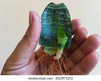 Sanseveria Snake Plant Propagation From A Single Leaf