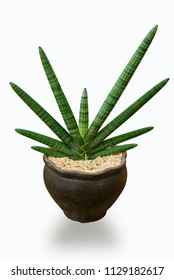 Sansevieria Boncel Or Sansevieria Starfish Snake Plant In Potted