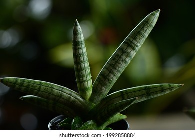 Sansevieria Boncellensis ‘Starfish’ Is A Snake Plant Variety, Also Known As Starfish-shaped Succulents. The Plant Has Fan-shaped Light Green Foliage With Dark Green Concentric Circles 