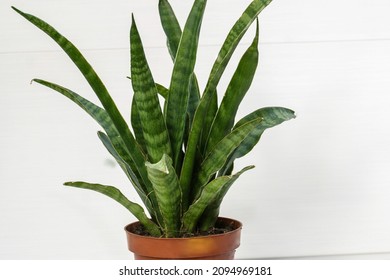 Sansevieria Crocodile Rock Snake Plant. Indoor Plant On A White Background