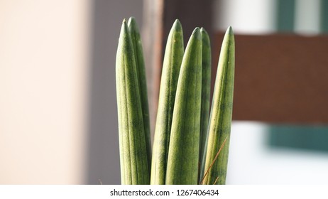 Sansevieria Cylindrica Bojer